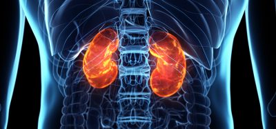Kidneys