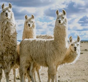 Antibody from llama