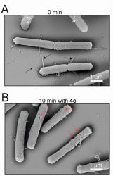 Bacteria before and after treatment with LPPO