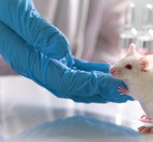 mouse in laboratory with paws on scientist's gloved hand