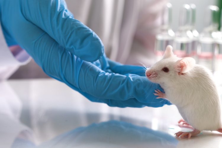 mouse in laboratory with paws on scientist's gloved hand