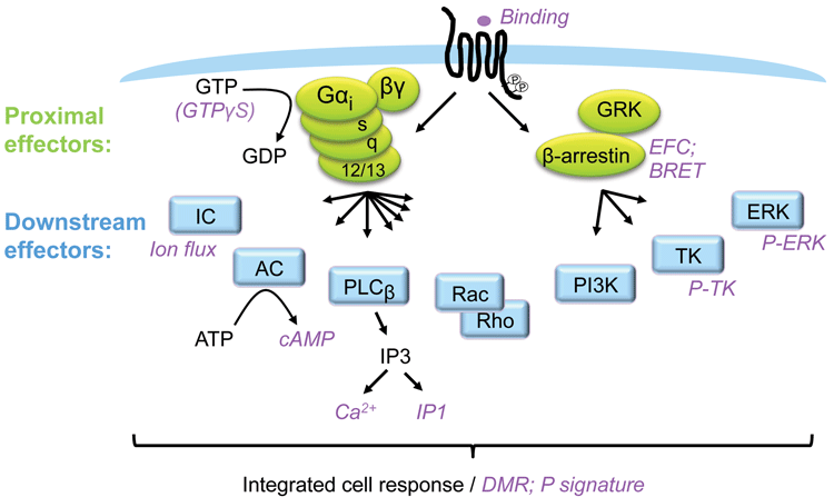 Figure 1: GPCR signalling and assays