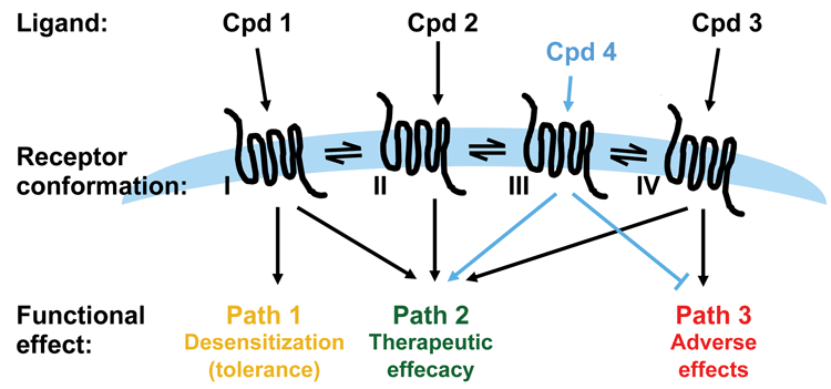 Figure 3: Applying functional selectivity in drug discovery