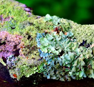 various differently coloured lichen growing on a branch - the different colours are due to different biosynthetic pathways