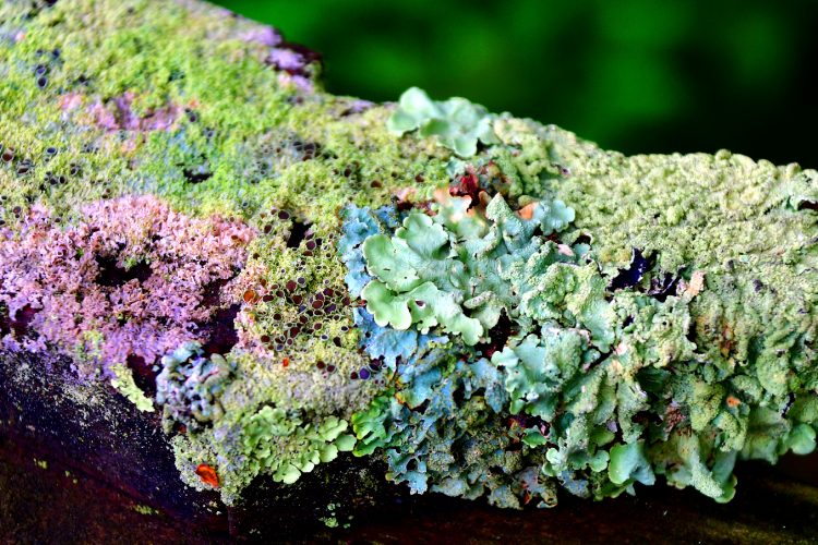 various differently coloured lichen growing on a branch - the different colours are due to different biosynthetic pathways