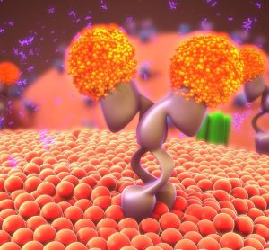 Lipid asymmetry
