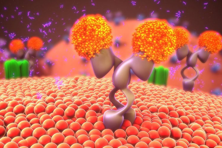 Lipid asymmetry