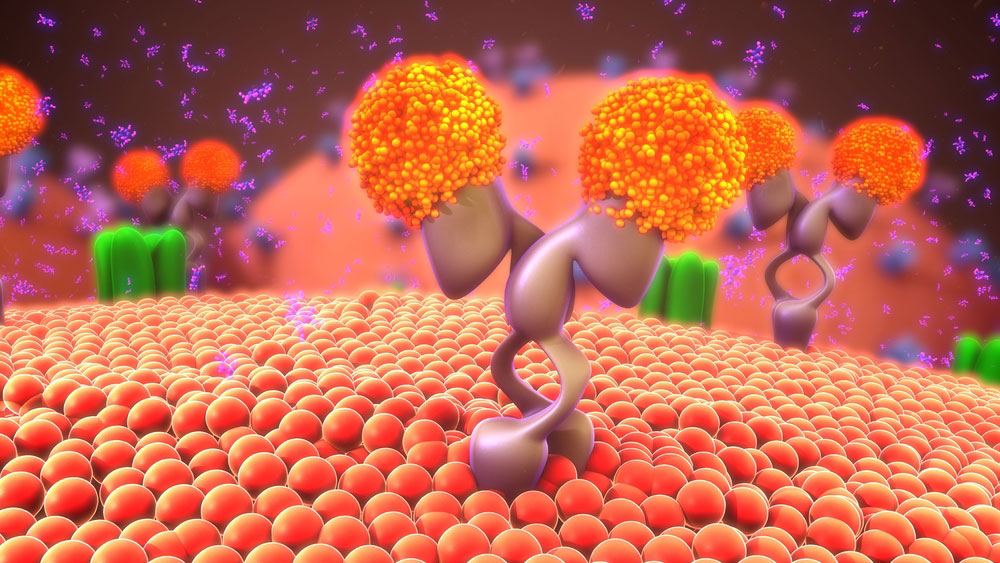 Lipid asymmetry