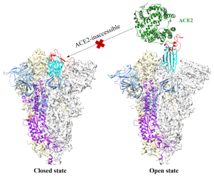 Some small molecules can lock SARS-CoV-2 spike proteins in a harmless closed configuration (left) instead of the infectious open configuration (right).
