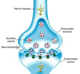 Synapse image