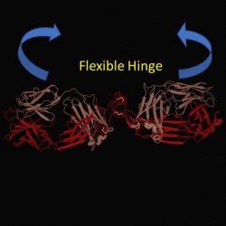 Image showing how the flexible hinge allows the two antibody arms to move freely, leading to weak receptor activity.