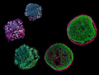 Various stages in the development of heart organoids (Epicardioids). (IMAGE)