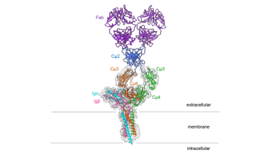 Image: Structure of the IgM B-cell receptor of the mouse.