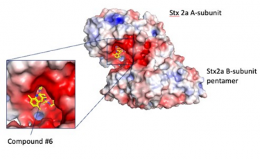 Structural view of binding between the Stx2a A-subunit and compound #6.