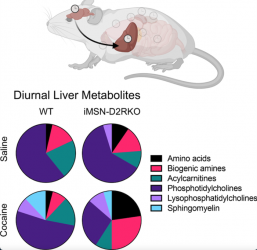 Image showing pie charts of the metabolic perturbations observed in the studied mice.