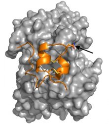 Image showing engineered RSV G protein