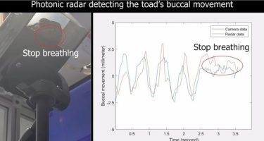 cane toad experiment 