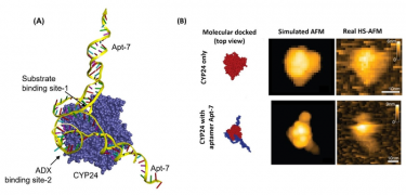  (A) The three-dimensional view of the top-ranking docked conformations of CYP24 and Apt-7. The predicted binding sites of Apt-7 are shown by arrow. Aptamer binds to the substrate binding site of CYP24 (binding site-1) and to the ADX binding site of CYP24 (binding site-2). (B) Comparison of the pseudo-HS-AFM graphics of CYP24-Apt-7 using molecular docking generated top-ranked pose of CYP24-Apt-7 complex to the real-time images captured by HS-AFM.