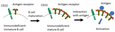 Image showing CD22-mediated Functional restoration of immunodeficient B cells mediated by CD22 interaction with its ligand