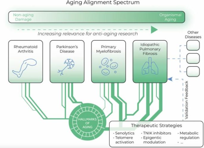 Conceptual framework showing how idiopathic pulmonary fibrosis (IPF) aligns most closely with ageing processes compared to other age-related diseases. The model highlights how IPF can be used both to inform disease-specific therapies and to validate interventions targeting ageing biology, including senolytics, telomere activation, TNIK inhibitors, epigenetic modulation and metabolic regulation. © 2025 Zhavoronkov et al.