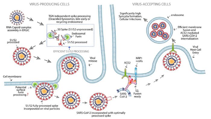 Engineered FuG1 antibody