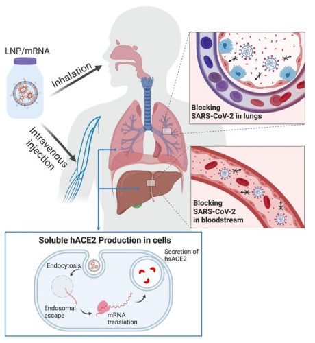 mRNA treatment