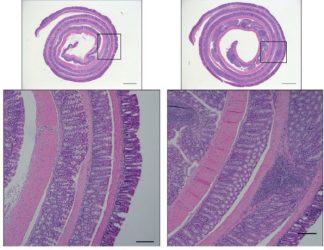 Mucosal immune responses against C. rodentium and clearance depend on IL-1R signaling (IMAGE)