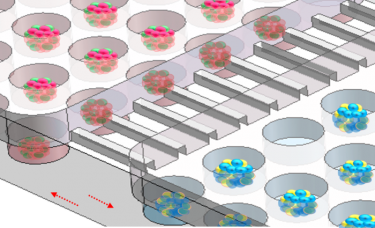 Organoids