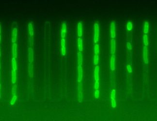 Image: Individual Escherichia coli cells display dramatically different accumulation of antibiotics.