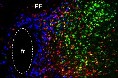  the blue cells participate in reward processing/depression, the red cells are critical for motor learning, and the green cells are important for general locomotion.