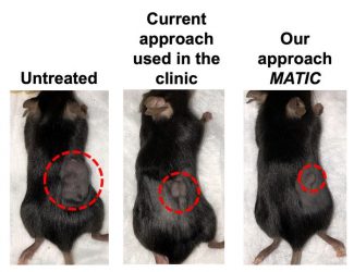 Image showing mice treated with tumor-infiltrated lymphocytes