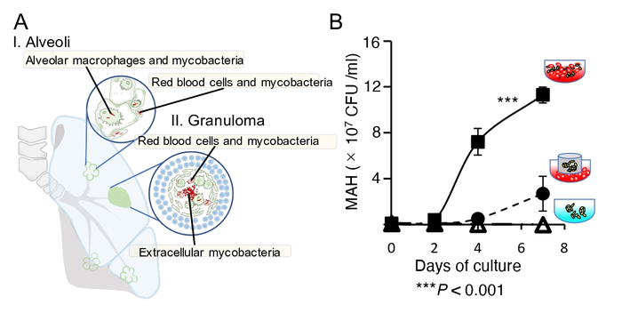 Image showing Mycobacterial extracellular infection of red blood cells