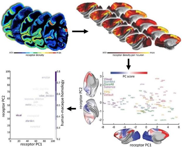 Human Brain Project study offers insights into neurotransmitter ...