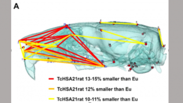 Image showing fcial differences in rats with Down's syndrome