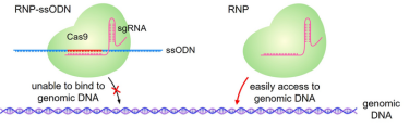 Role of RNP-ssODN for lipid nanoparticles as CRIPSR-Cas9 delivery vehicles (IMAGE)