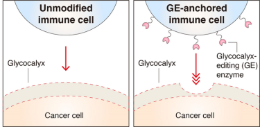 IMAGE: Researchers engineered immune cells (NK-92) to anchor glycocalyx-editing (GE) enzymes on the surface. The modified immune cells were able to break through the glycocalyx armor of cancer cells.