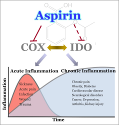 Image: Researchers have made new discoveries about aspirin’s mechanism of action and cellular targets. Their findings suggest potential interplay between cyclooxygenase enzyme, or COX, and indoleamine dioxygenases, or IDOs, during inflammation.