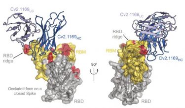 The Cv2.1169 antibody binds to the SARS-CoV-2 spike protein (IMAGE)