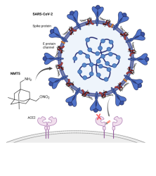 Image: A drug developed by Scripps Research scientists prevents SARS-CoV-2 (blue) from binding to ACE2 receptors (pink) to infect human cells. The drug latches on to the virus and then adds a “nitro group” similar to nitroglycerin to ACE2 whenever the drug-coated virus approaches the receptor.