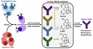 Optimal mAb (IMAGE)