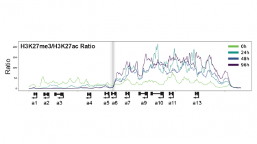 Image showing how  the researchers created an artificial Hox cluster. The cluster is divided into two: active (to the left of the vertical line) and inactive (to the right), illustrating how Hox genes help cells know where they should be in the body.  