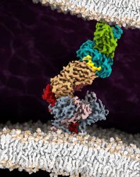 Fully assembled T-cell receptor (TCR) complex with a peptide/MHC ligand (IMAGE)