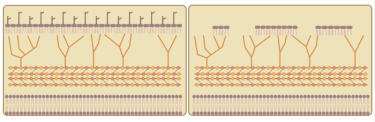 Image showing BCG envelopes: BCG is a live attenuated vaccine used to protect against the development of tuberculosis disease, and is also used as the gold standard treatment for bladder cancer. BCG contains an array of surface lipids that are highly inflammatory (top row). The Texas Biomed team “delipidated” the BCG vaccine by removing some, but not all, of these lipids from the outer layer (right panel).