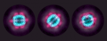 Image showing CryoEM Sandwiches 