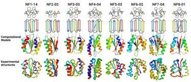 protein folds 