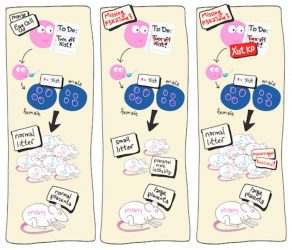 IMAGE: Cartoon rendering of the first experiment. (Left) The normal situation in wildtype mice. (Middle) When egg cells do not contain H3K27 trimethylation, maternal Xist is active and lethal for males. (Right) Additional knockout (KO) of maternal Xist prevents male-skewed prenatal death (miscarriages). Further KO of other genes that failed to imprint rescued the enlarged maternal placenta (not depicted).