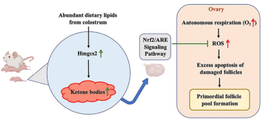 The neonatal ketone body determines the female ovarian ageing via regulating follicle reserve (IMAGE)