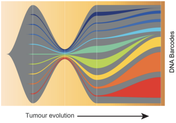 Image: Each coloured ribbon represents a DNA barcode. As the tumour evolves, some cancer cells come to dominate the tumour, shown by the orange and red ribbons. This shows these cancer cells have a pre-existing ability to escape the immune system and can carry on growing, even after treatment.