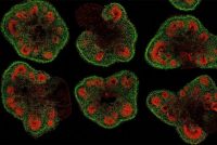 Slices of mini–brain organoids with neural stem cells (red) and cortical neurons (green). (IMAGE)