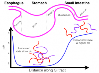 Inside the acidic environment of the stomach, pZCs remain in their associated state, but disassociate as they move into the intestine. (IMAGE)